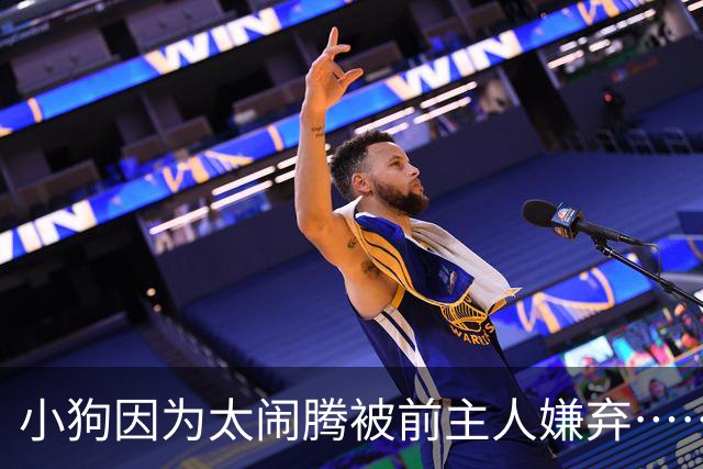 小狗因为太闹腾被前主人嫌弃……现在，它获得了一份专门拯救考拉的工作丨自然小喇叭